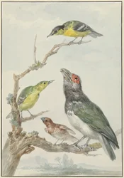 Vier verschiedene Vögel auf einem Ast