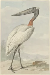 Jabiru (Jabiru mycteria)