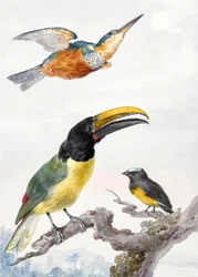 Drei Vögel: ein Eisvogel, ein Prinz von Wieds Tukan und ein Spatz