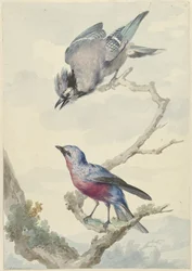 Zwei Vögel: ein Blauhäher und ein Purpurbrustkotinga