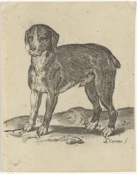 Stehender Hund