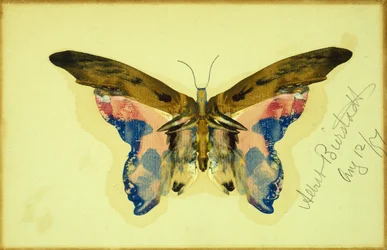 Schmetterling