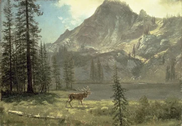 Ruf der Wildnis