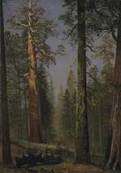 Der Grizzly Giant Sequoia, Mariposa Grove, Kalifornien