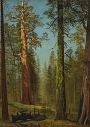 Der Grizzly-Riese Sequoia, Mariposa Grove, Kalifornien