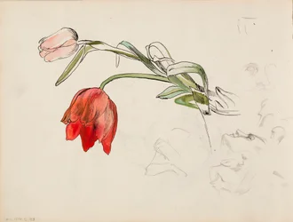 Tulpen, Gesichtsstudien