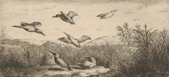 Alcedo, Martin-pescheur Der Eisvogel: Livre d