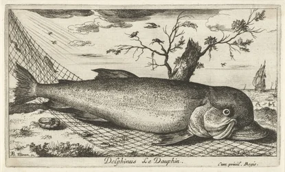 Delfin in einem Fischernetz