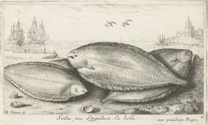 Drei Seezungen am Strand