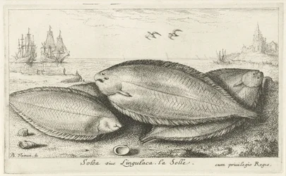 Drei Seezungen am Strand