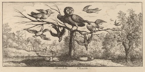 Monedula, die Eule