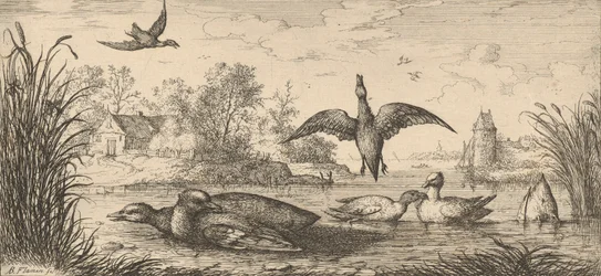 Querquedula, Cercelle Die Krickente: Livre d