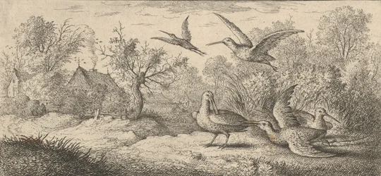 Rusticula, Beccasse Die Waldschnepfe: Livre d