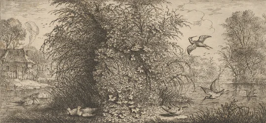 Rusticula minor, Beccassine Die Schnepfe: Livre d