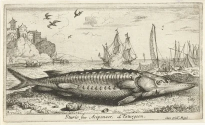 Stör am Strand