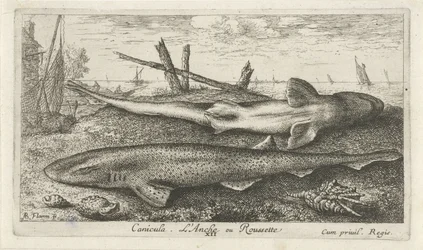 Zwei Hundshaie am Strand