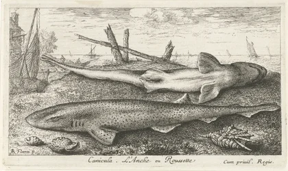 Zwei Hundshaie am Strand