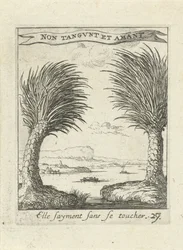 Zwei Palmen, getrennt voneinander