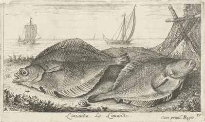 Zwei Schollen am Strand