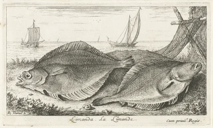 Zwei Schollen am Strand