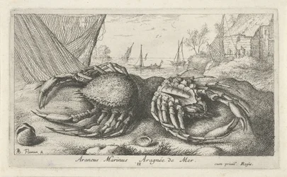 Zwei Spinnenkrabben bei einem Fischernetz