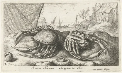 Zwei Spinnenkrabben bei einem Fischernetz