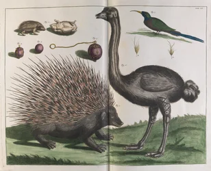 Malakka-Igel, Erinaceus malaccensis, und Strauß, Struthio carmelis