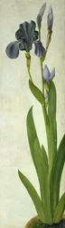 Eine Iris