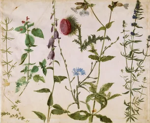 Acht Studien von Wildblumen, ca. 1515-1520
