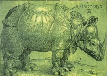 Rhinocerus