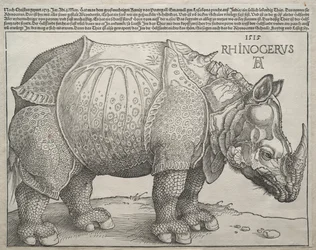Das Nashorn, 1515