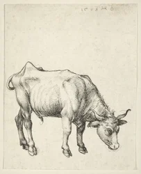 Junger Stier