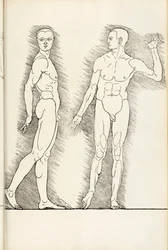 Anatomischer Holzschnitt aus Hierinn sind begriffen vier Bücher von menschlicher Proportion, 1528