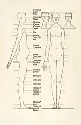 Weiblicher anatomischer Holzschnitt aus 