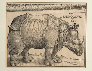 Das Nashorn