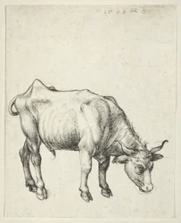 Junger Stier