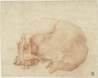 Studie eines Schädels