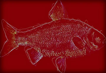 Fisch V