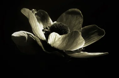 Ohne Titel