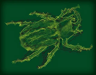 Käfer