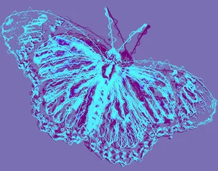 Schmetterling, 2020