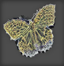 Schmetterling 9