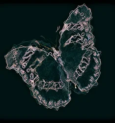 Schmetterling II, 2020