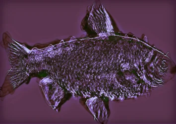 Fisch