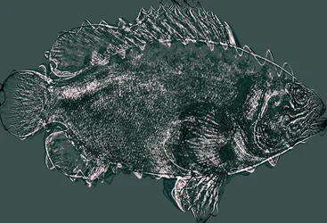 Fisch in Grün