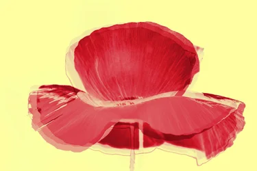 Rote Tulpe