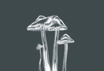 Silberpilze