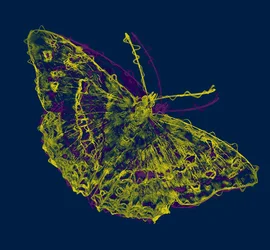 Gelber Schmetterling, 2020