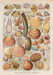Britische Meeresmuscheln