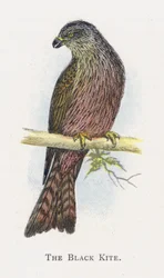 Der Schwarzmilan